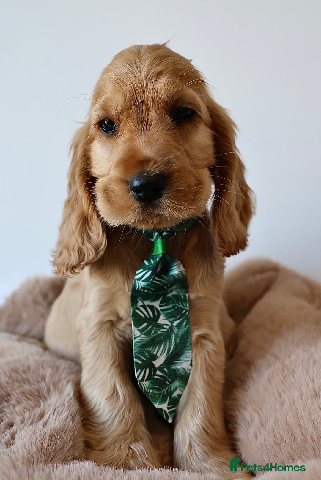 Cocker Spaniel dogs for sale: Stunning SHOW cockers READY TO LEAVE  - Image 26