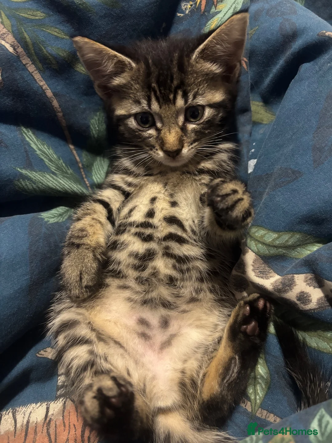 Mixed Breed cats for sale: Fluffy kittens ready now - Advert 1