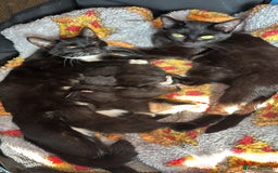 British Shorthair cats for sale: One female kitten  - Image 2