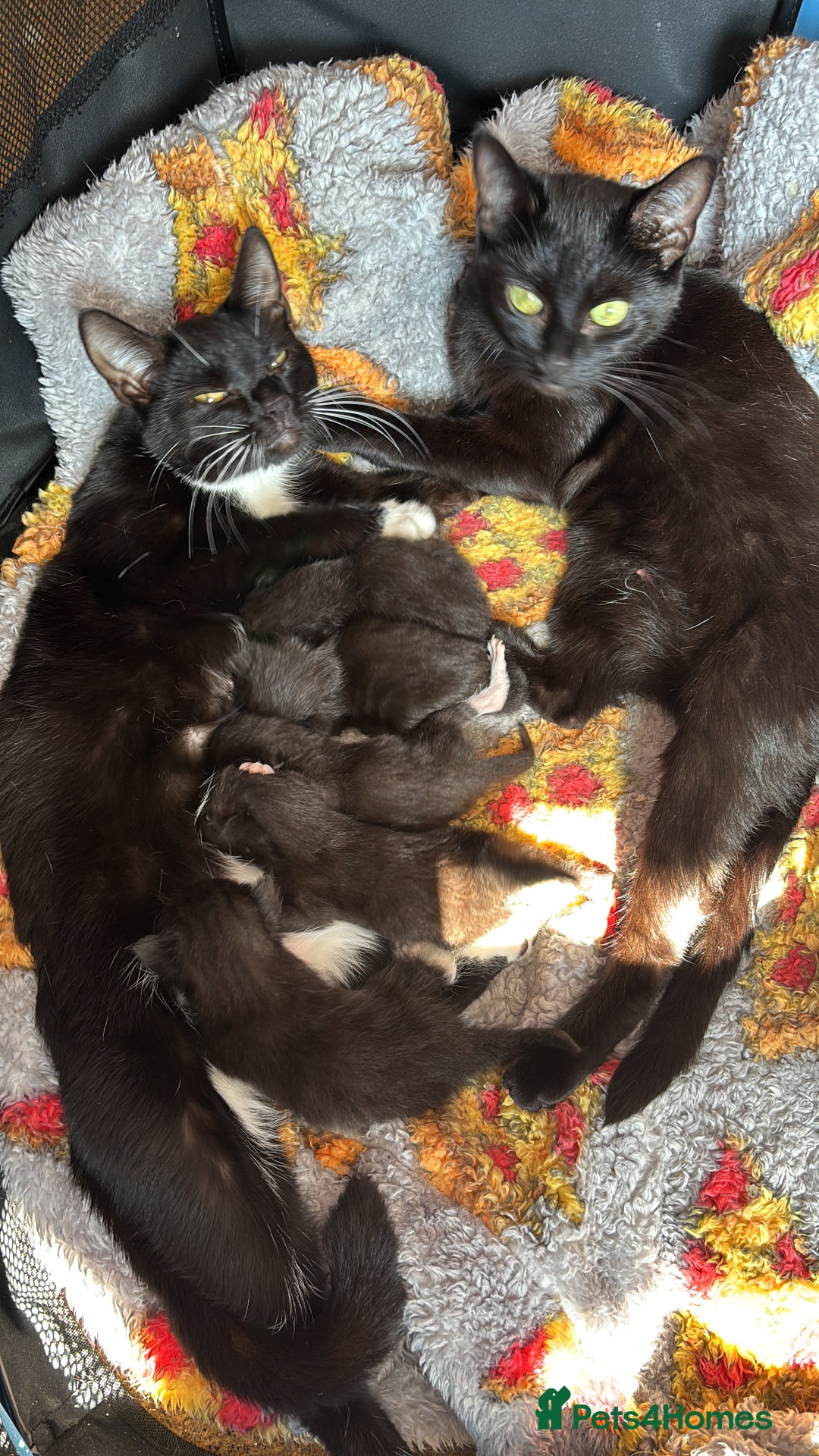 British Shorthair cats for sale: One female kitten  - Image 2