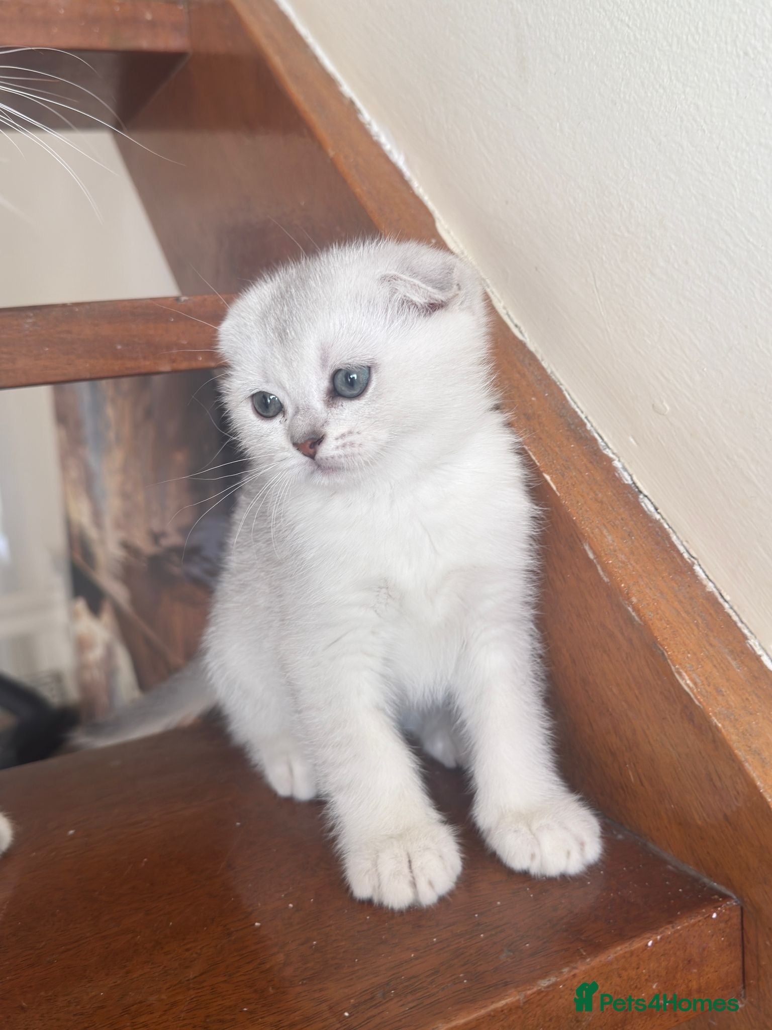 British Shorthair cats ADORABLE KITTENS  - Advert 2