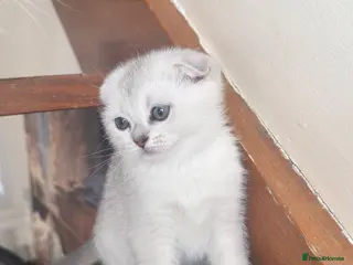 British Shorthair cats ADORABLE KITTENS - Advert 2