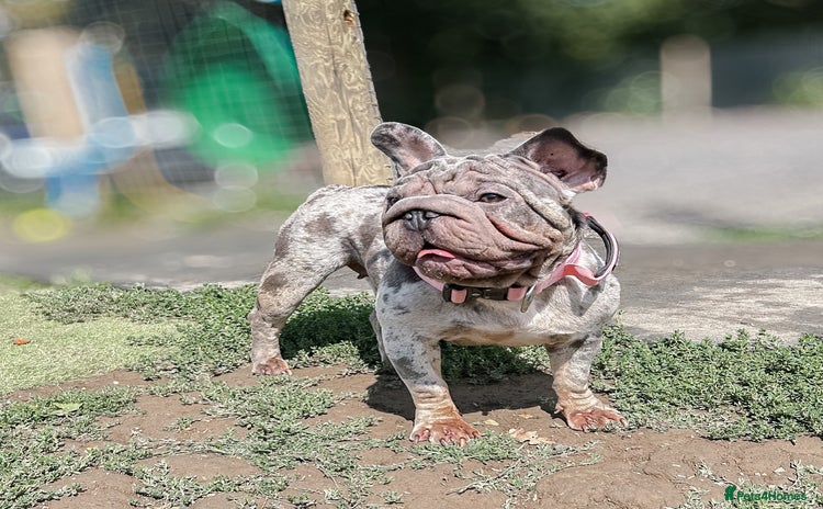 French Bulldog dogs - Advert 1