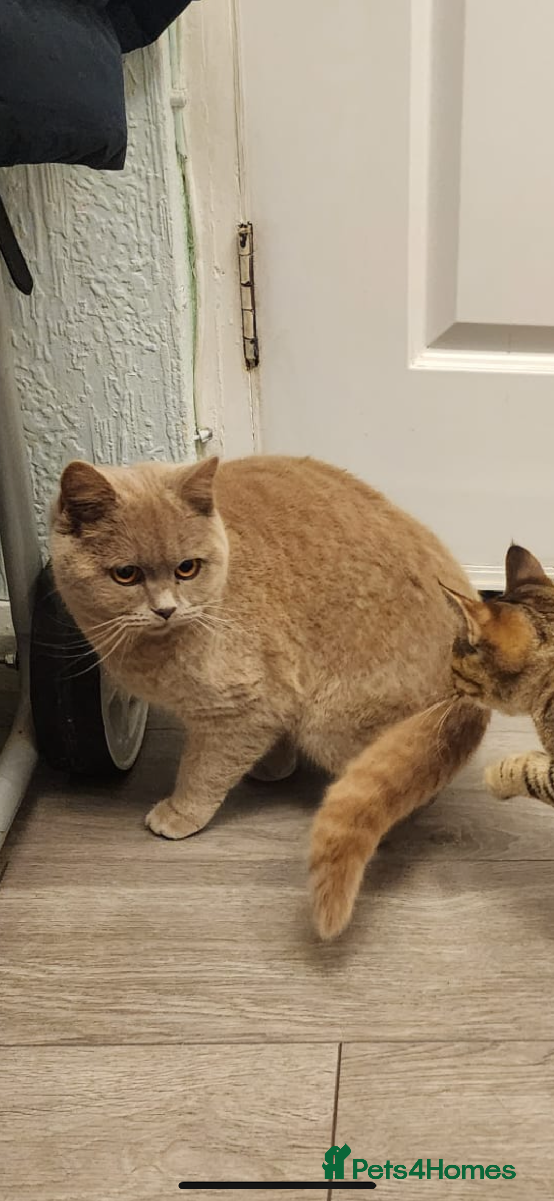 Mixed Breed cats for sale: Adorable 8-week-old half British Shorthair kitten - Advert 3