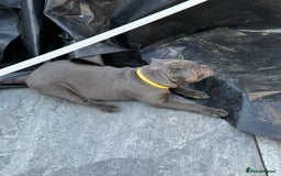 Staffordshire Bull Terrier dogs for sale: REDUCED * Kc registered Staffordshire blue terrier - Image 23