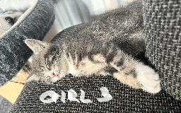 Mixed Breed cats for sale: Lovely kittens - Image 1