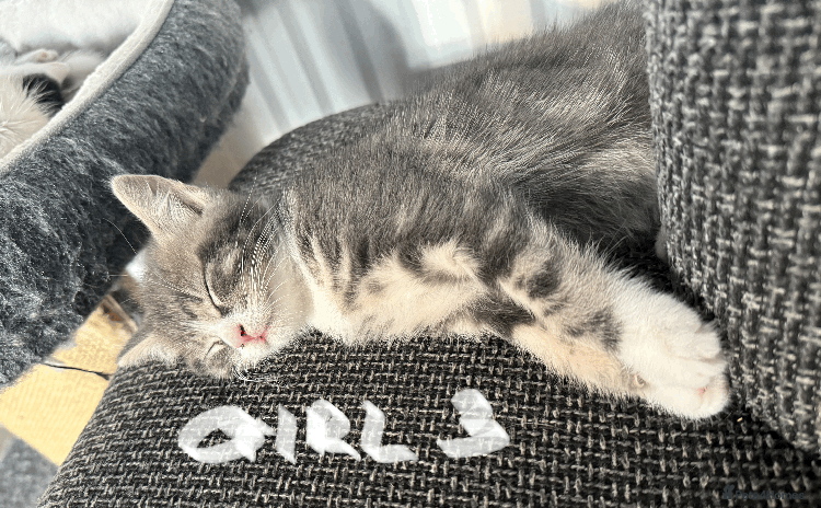 Mixed Breed cats - Advert 8
