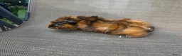 Guinea Pig rodents for sale: Baby guineas - Advert 10