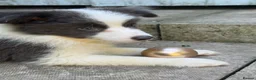 Border Collie dogs for sale: 4 Border Collie puppies in Wigan - Advert 23