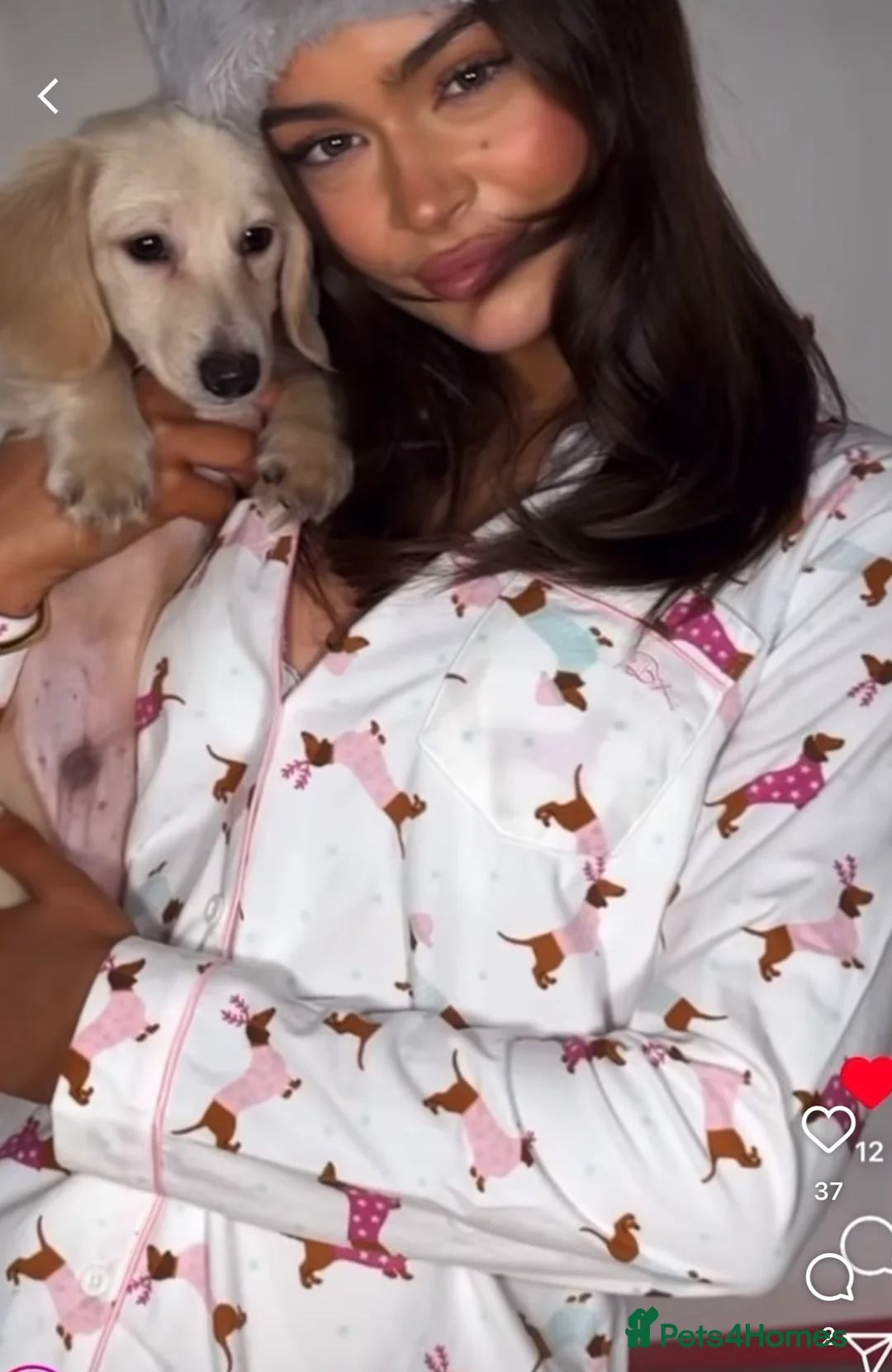 Miniature Dachshund dogs for sale: Miniature long haired cream dachshund puppies  - Advert 10