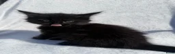 Maine Coon cats for sale: TICA - Maine Coon Kittens ready for forever homes! - Advert 8