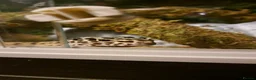 Leopard Gecko reptiles for sale: Little leopard gecko looking for a loving home in Sunderland - Advert 1