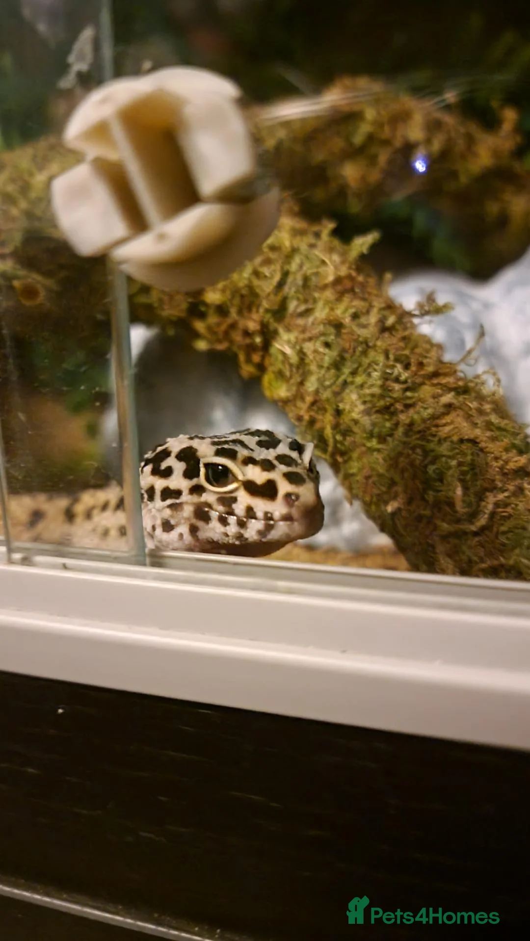 Leopard Gecko reptiles for sale: Little leopard gecko looking for a loving home in Sunderland - Advert 1