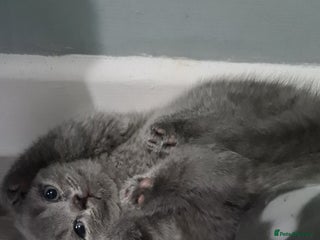 British Shorthair cats - Advert 2