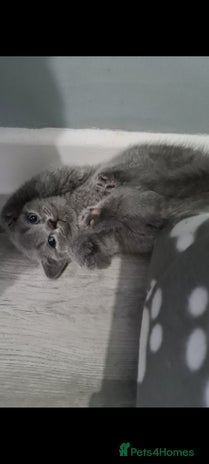 British Shorthair cats - Advert 2