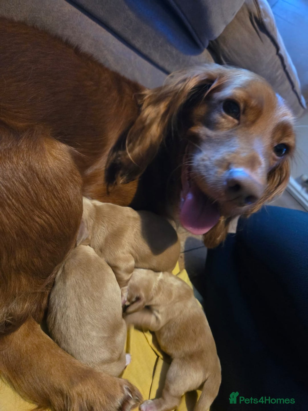 Cocker Spaniel dogs for sale: Cocker spaniel puppy  - Image 10