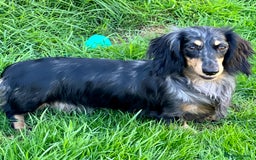 Miniature Dachshund dogs for sale: LONGHAIRED MINIATURE CREAM PUPPIES🐾🩵 - Image 14