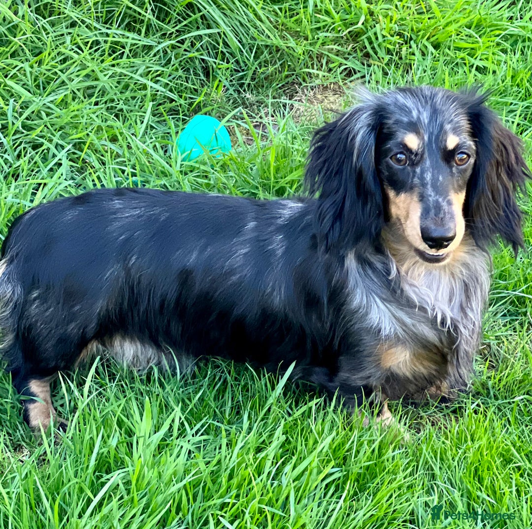 Miniature Dachshund dogs for sale: LONGHAIRED MINIATURE CREAM PUPPIES🐾🩵 - Image 14