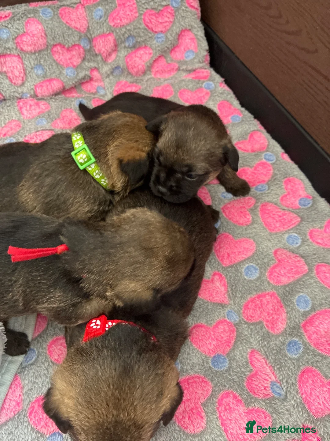 Border Terrier dogs for sale: Lilly  - Advert 2
