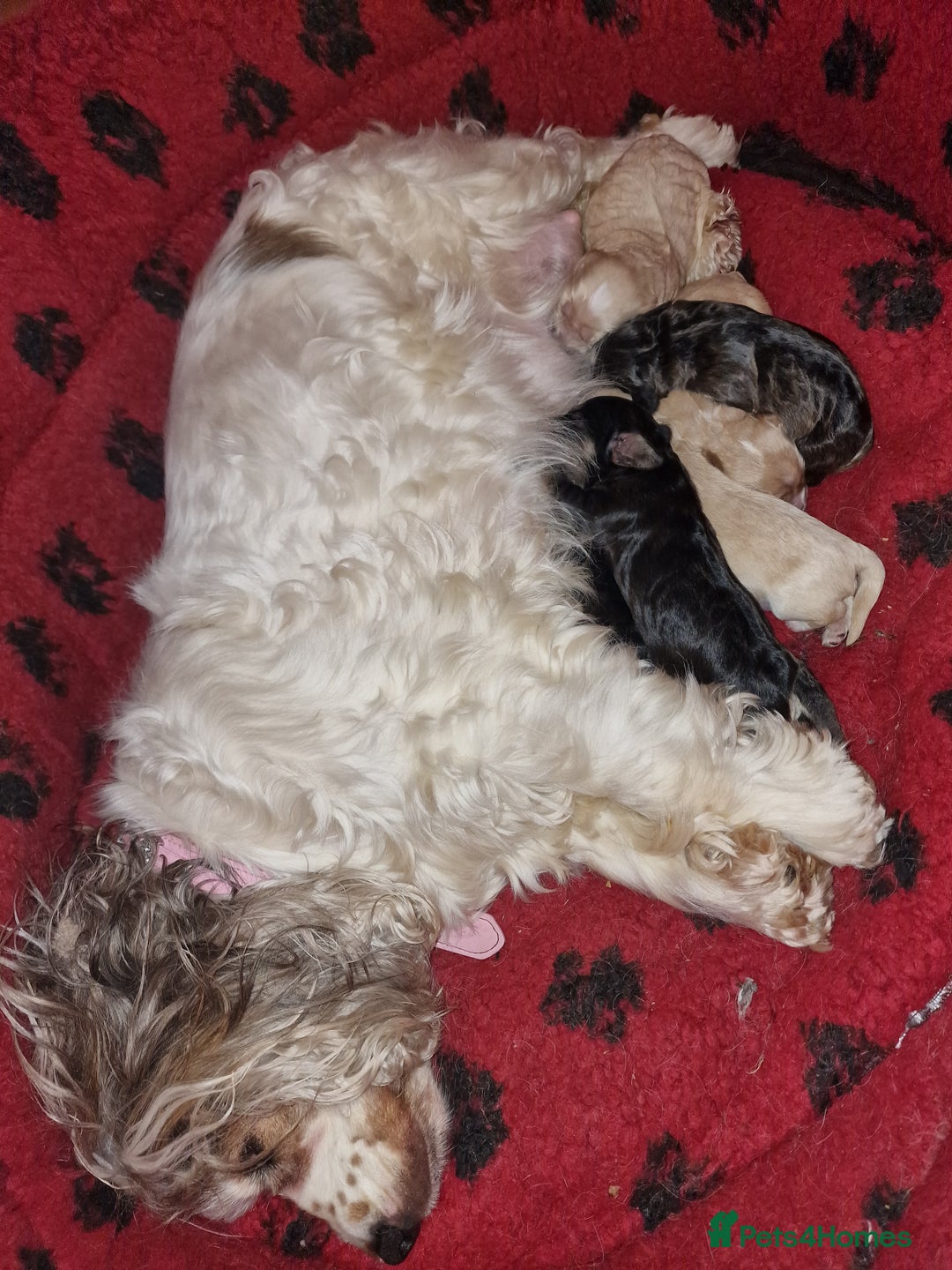 Cockapoo dogs for sale: Cockapoo pups  - Image 10