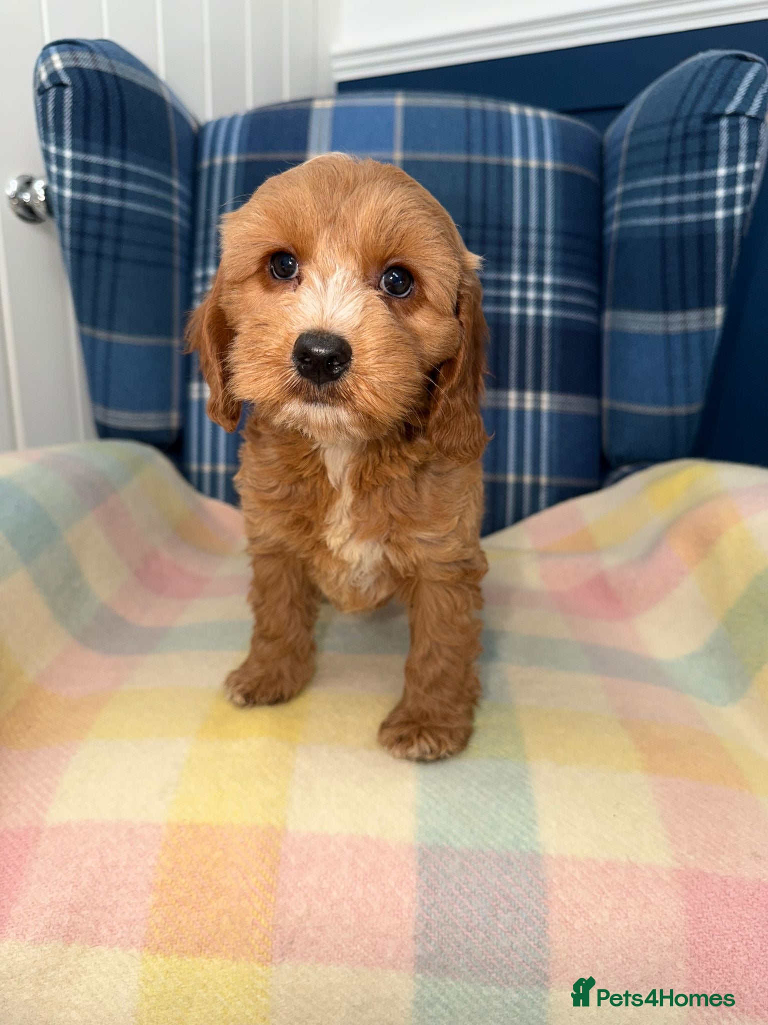 Cockapoo dogs Stunning Cockapoo's READY NOW  - Advert 2