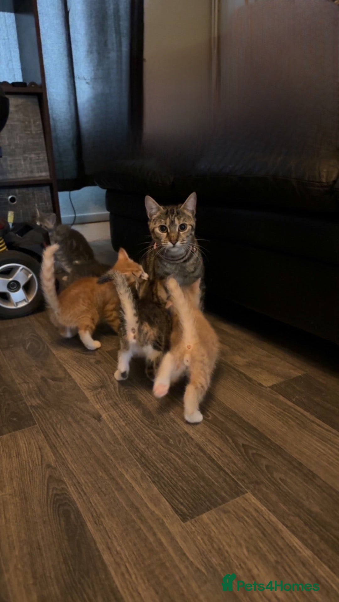 Mixed Breed cats Beautiful tabby x British long haired kittens 🩷💙 - Advert 1