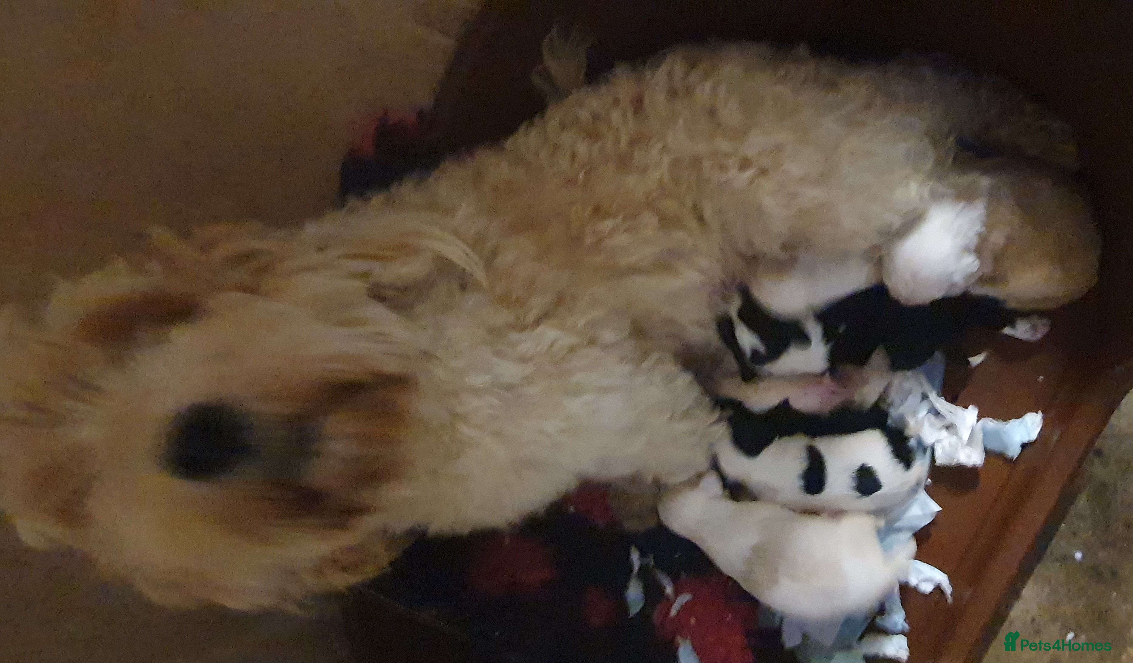 Tibetan Terrier dogs Tibetan terriers  - Advert 2