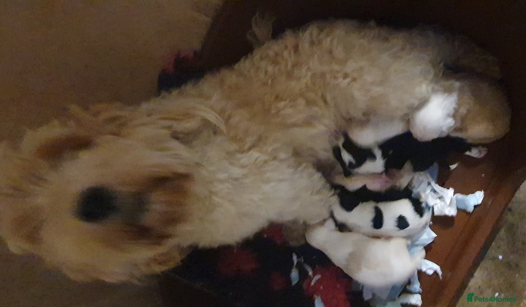 Tibetan Terrier dogs for sale: Tibetan terriers  - Advert 2