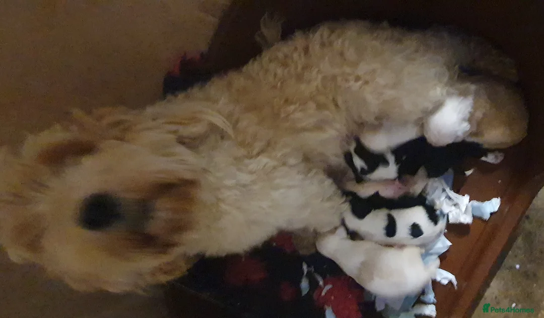 Tibetan Terrier dogs for sale: Tibetan terriers  - Advert 5