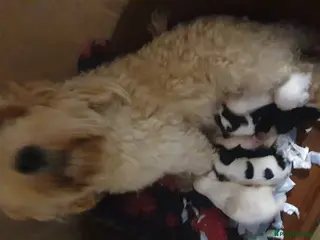 Tibetan Terrier dogs Tibetan terriers - Advert 2