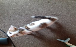 Domestic Shorthair cats for sale: Lovable kittens for homing - Image 10
