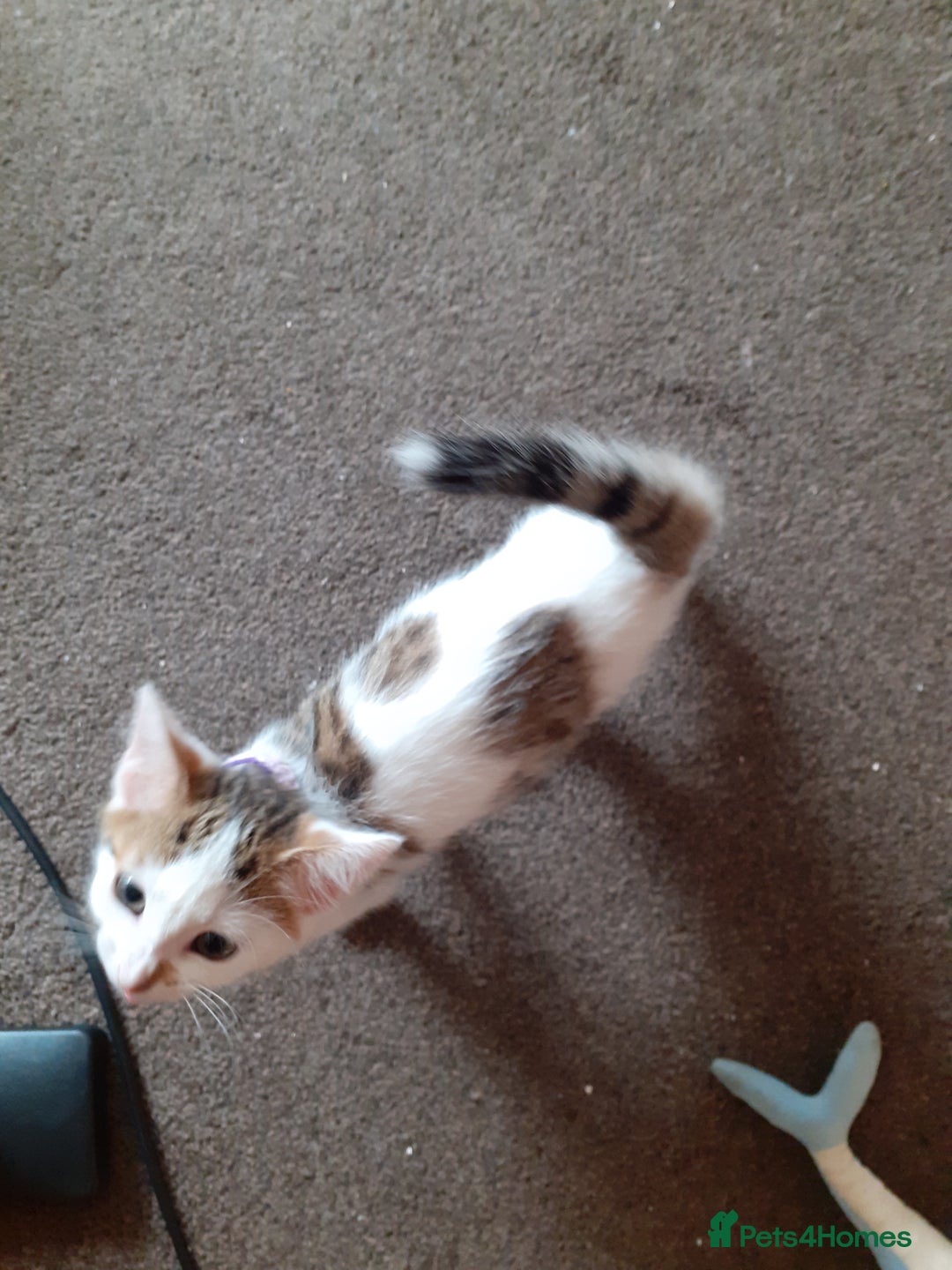Domestic Shorthair cats for sale: Lovable kittens for homing - Image 10