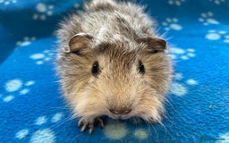 Guinea Pig rodents for sale: Stunning baby Abyssinian boar  - Image 3