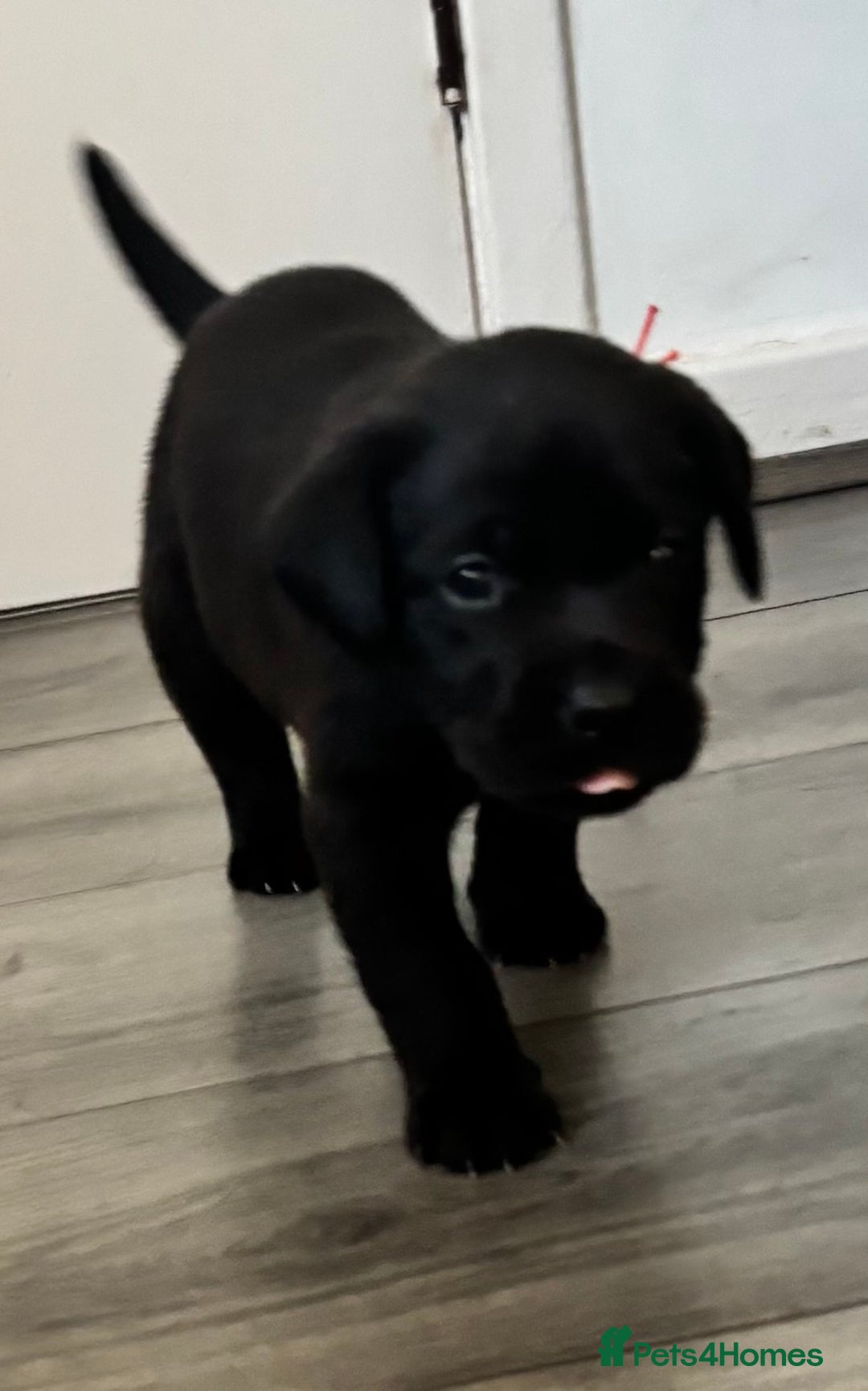 Labrador Retriever dogs for sale: 1 beautiful kc lab - Advert 29