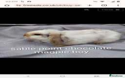 Lionhead rabbits for sale: Mini lops and lion head bunnies  - Image 5