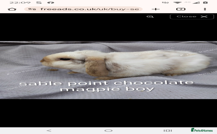 Lionhead rabbits - Advert 10