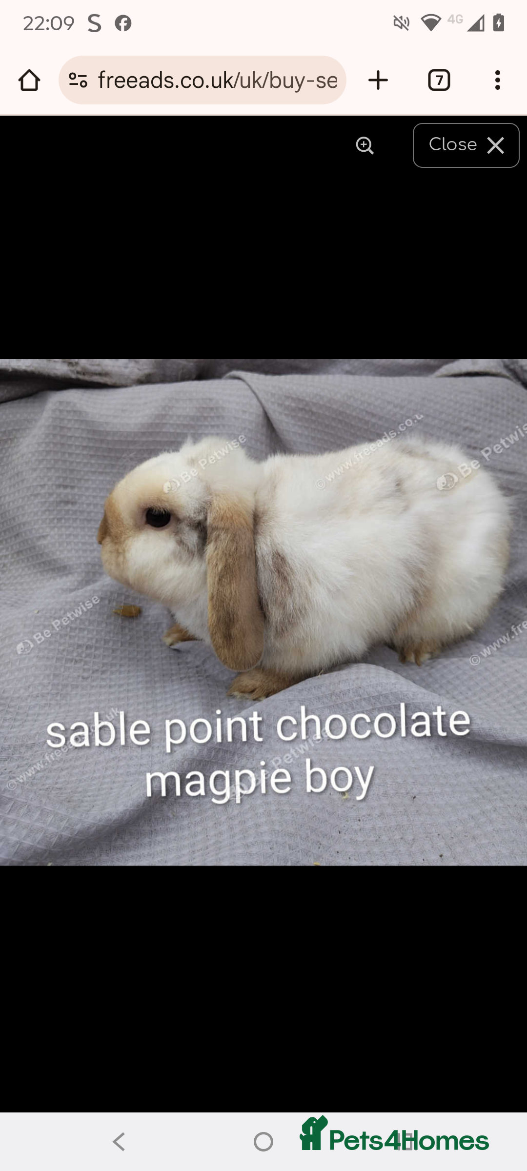 Lionhead rabbits for sale: Mini lops and lion head bunnies  - Image 5