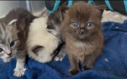 Perdoll cats for sale: FLUFFY PERDOLL KITTENS - Image 2