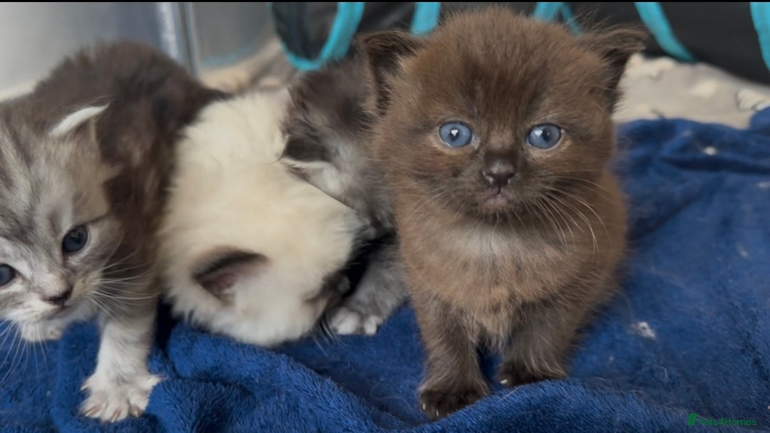 Perdoll cats for sale: FLUFFY PERDOLL KITTENS - Image 2