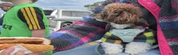 Toy Poodle dogs for sale: 🤎🍫 Exceptional Asian Teddy Bears 🧸🤎 - Advert 4