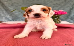 Cockapoo dogs for sale: Cocker Spaniel x Cockapoo Puppies Ready Soon  - Image 29