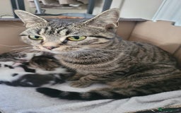 British Shorthair cats for sale: Adorable Fluffy 5x Shorthair Kittens *urgent sale - Image 12