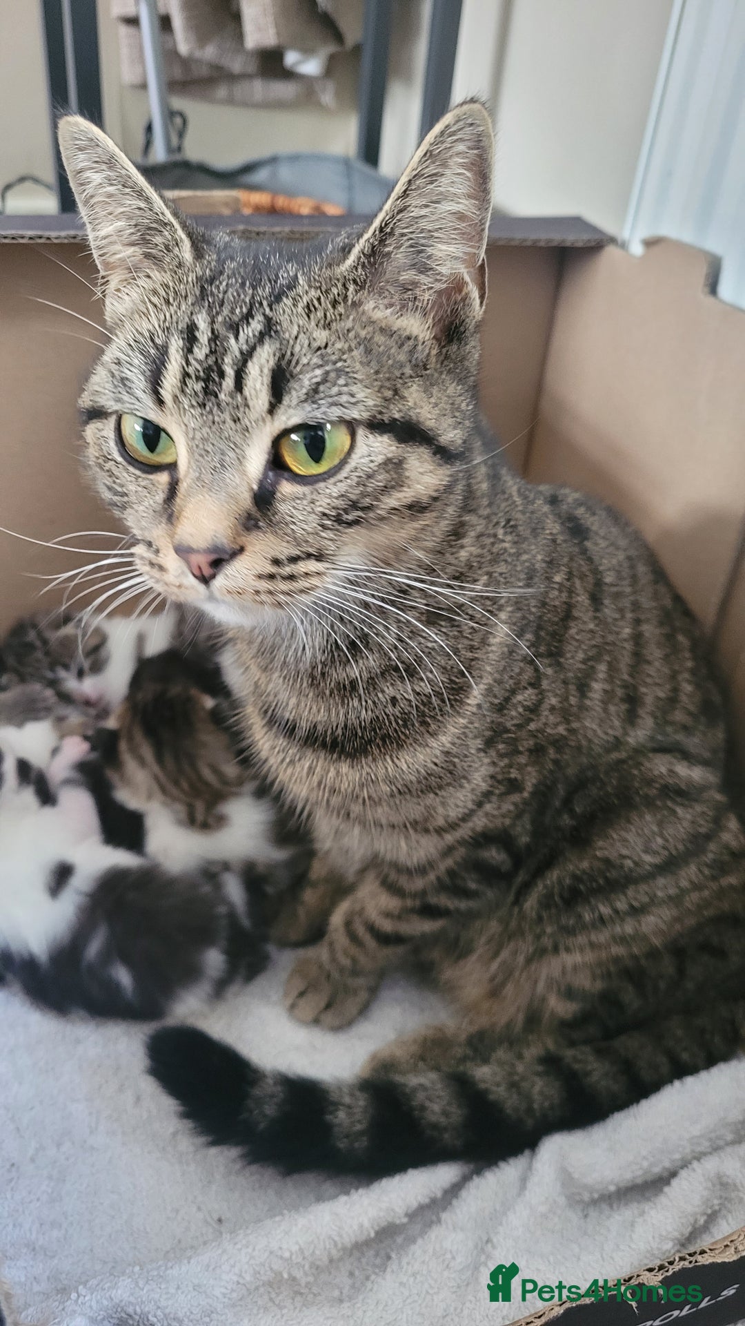 British Shorthair cats for sale: Adorable Fluffy 5x Shorthair Kittens *urgent sale - Image 12