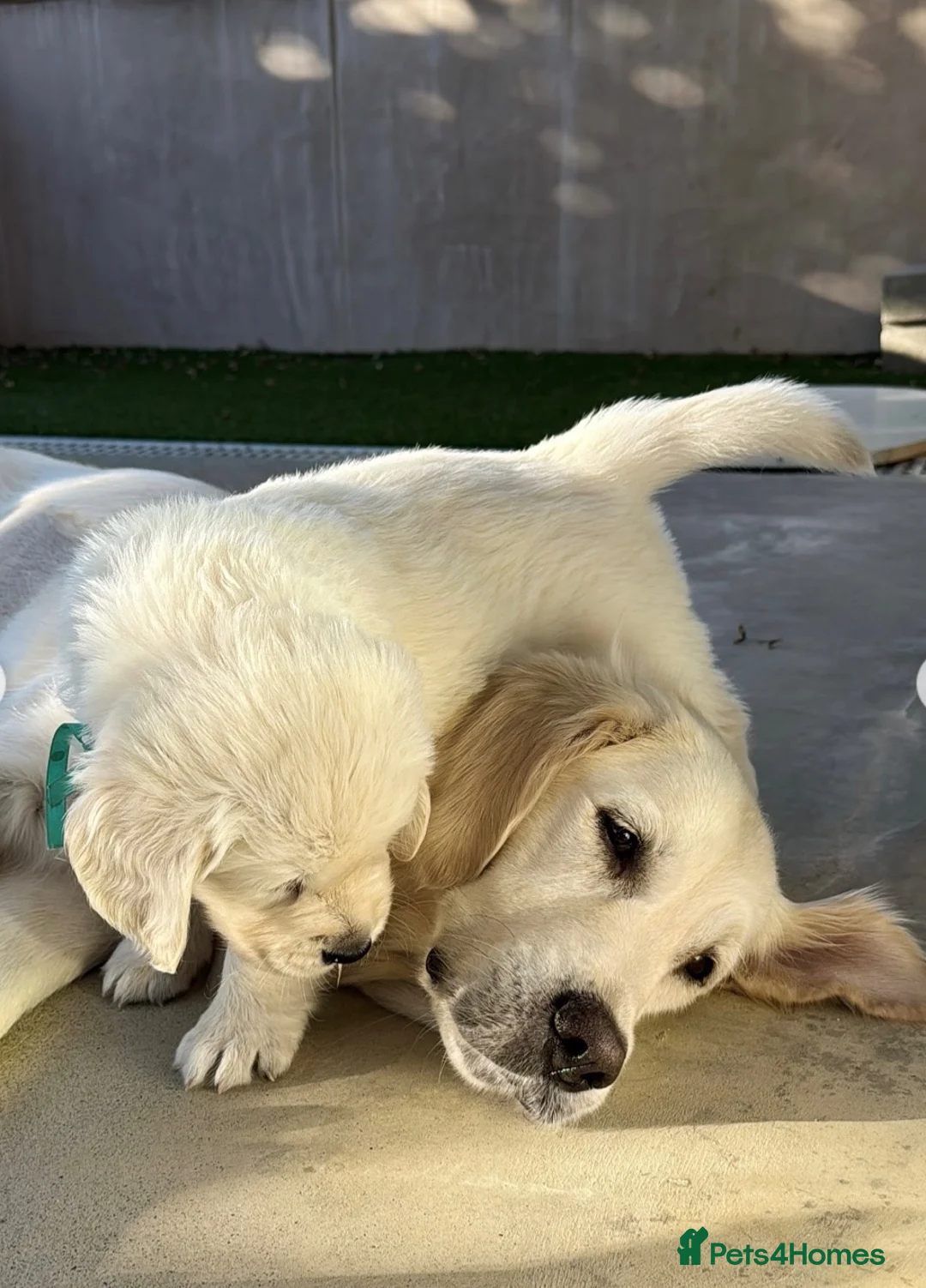 Golden Retriever dogs for sale: Golden Retreiver puppy’s in Chichester - Advert 5