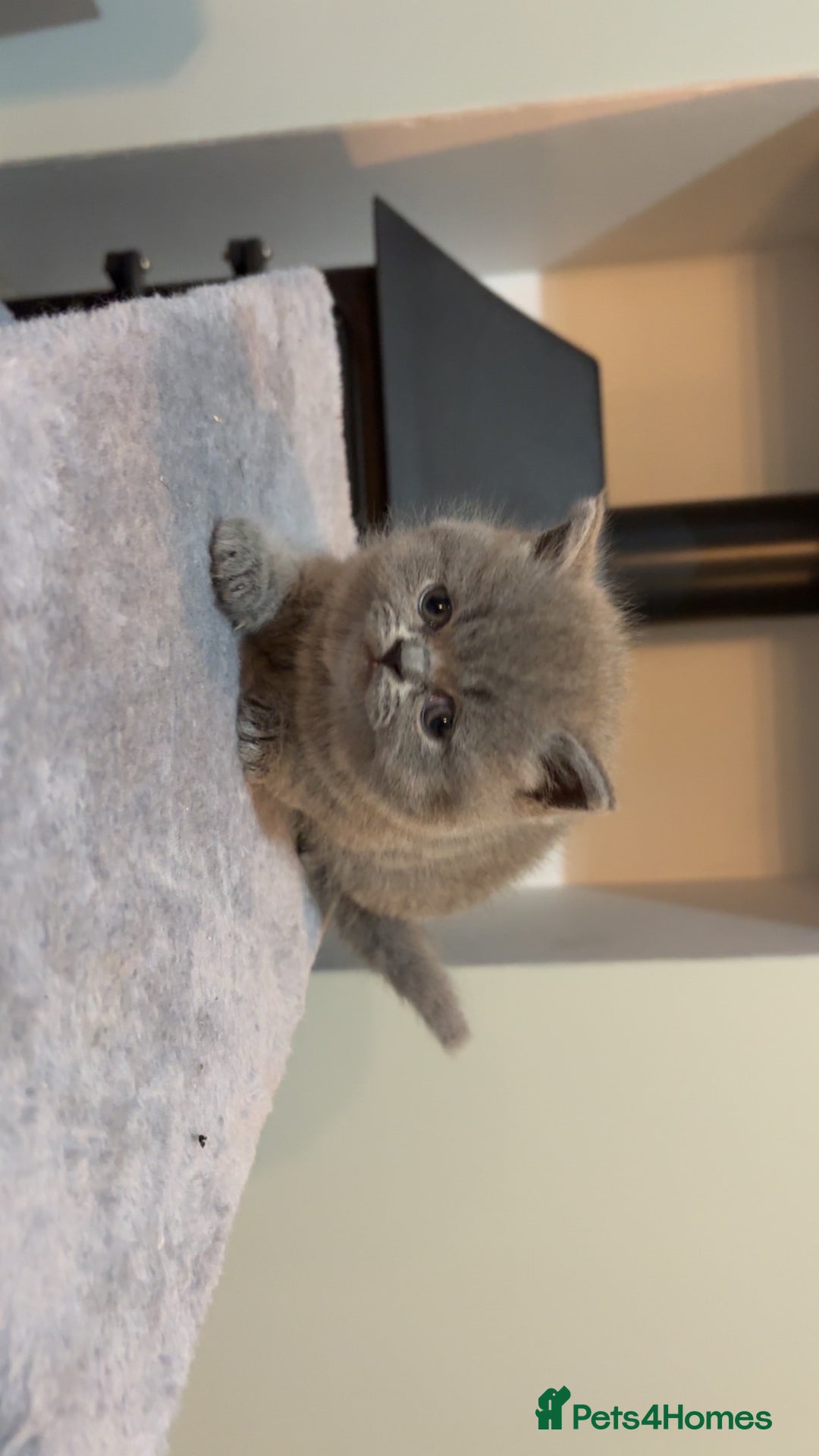 British Shorthair cats for sale: BSH kittens for sale from pedigree parents - Advert 24