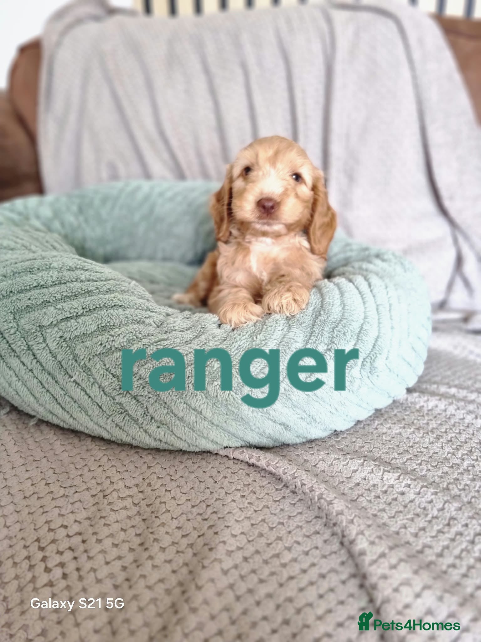 Cockapoo dogs Beautiful cockerpoo puppies ❤️💙💙💙 - Advert 2
