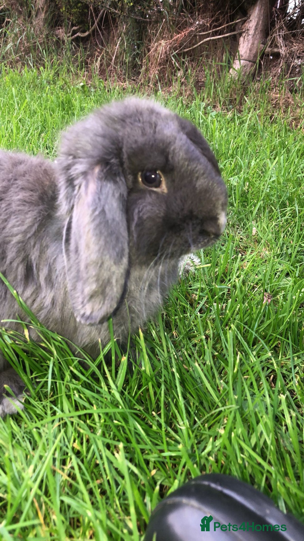 Mini Lop rabbits Beautiful male mini lop for sale  - Advert 14