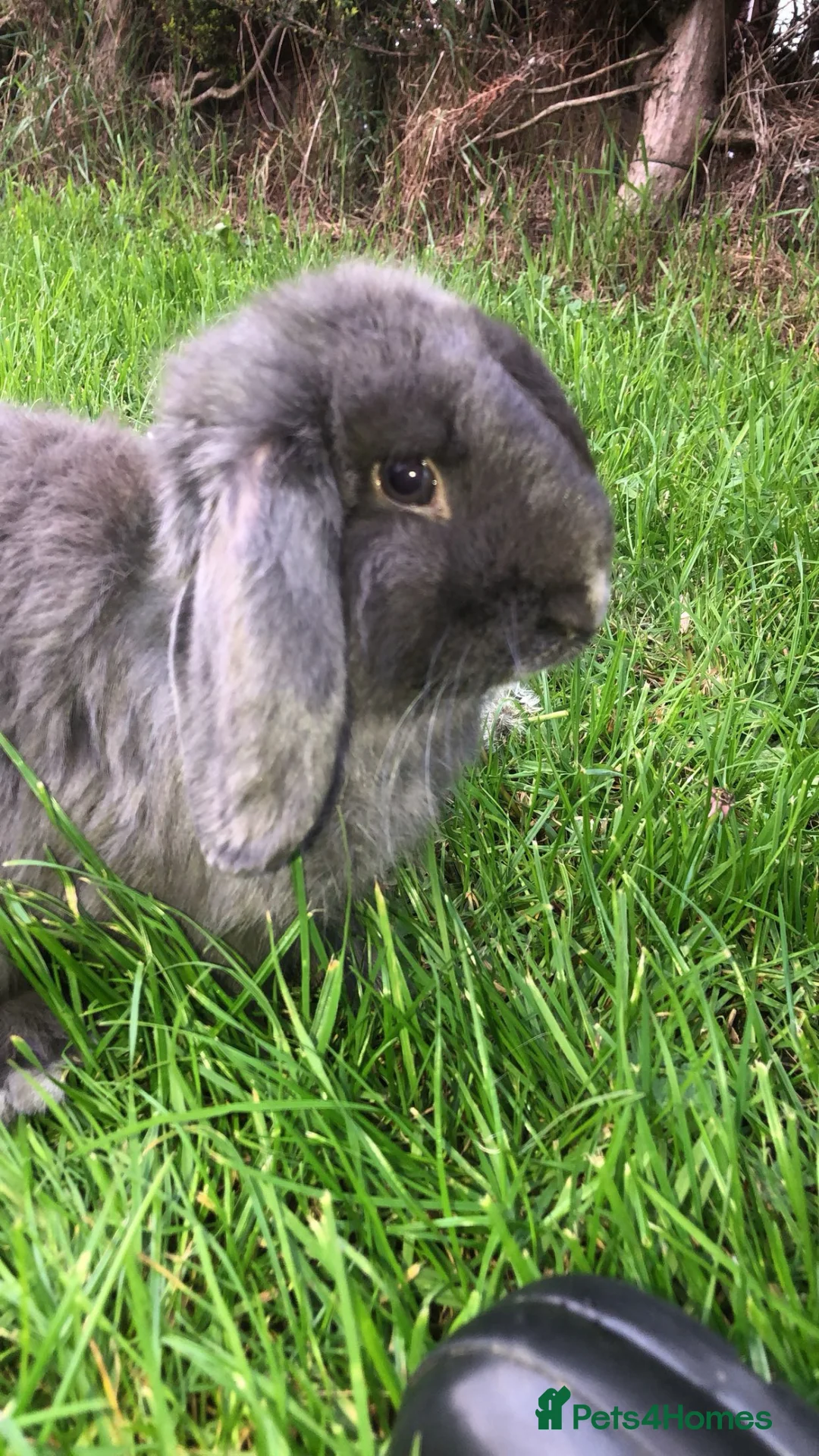 Mini Lop rabbits for sale: Beautiful male mini lop for sale  - Advert 1