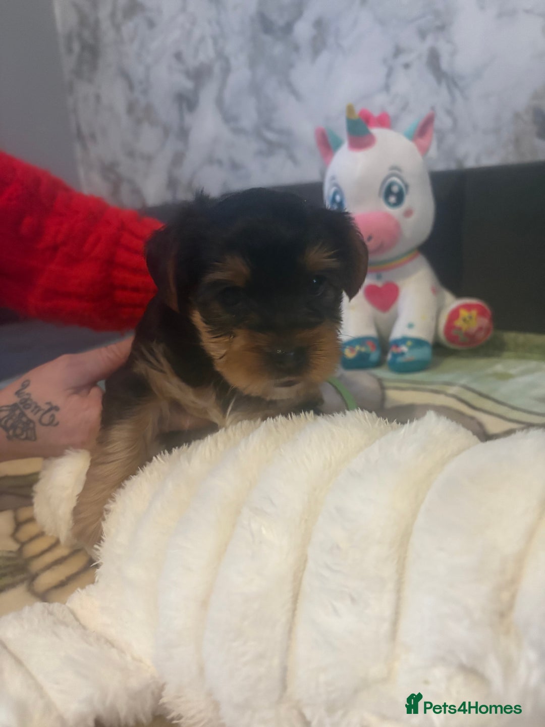 Yorkshire Terrier dogs for sale: Yorkshire Terrier Puppies For Sale - Advert 5