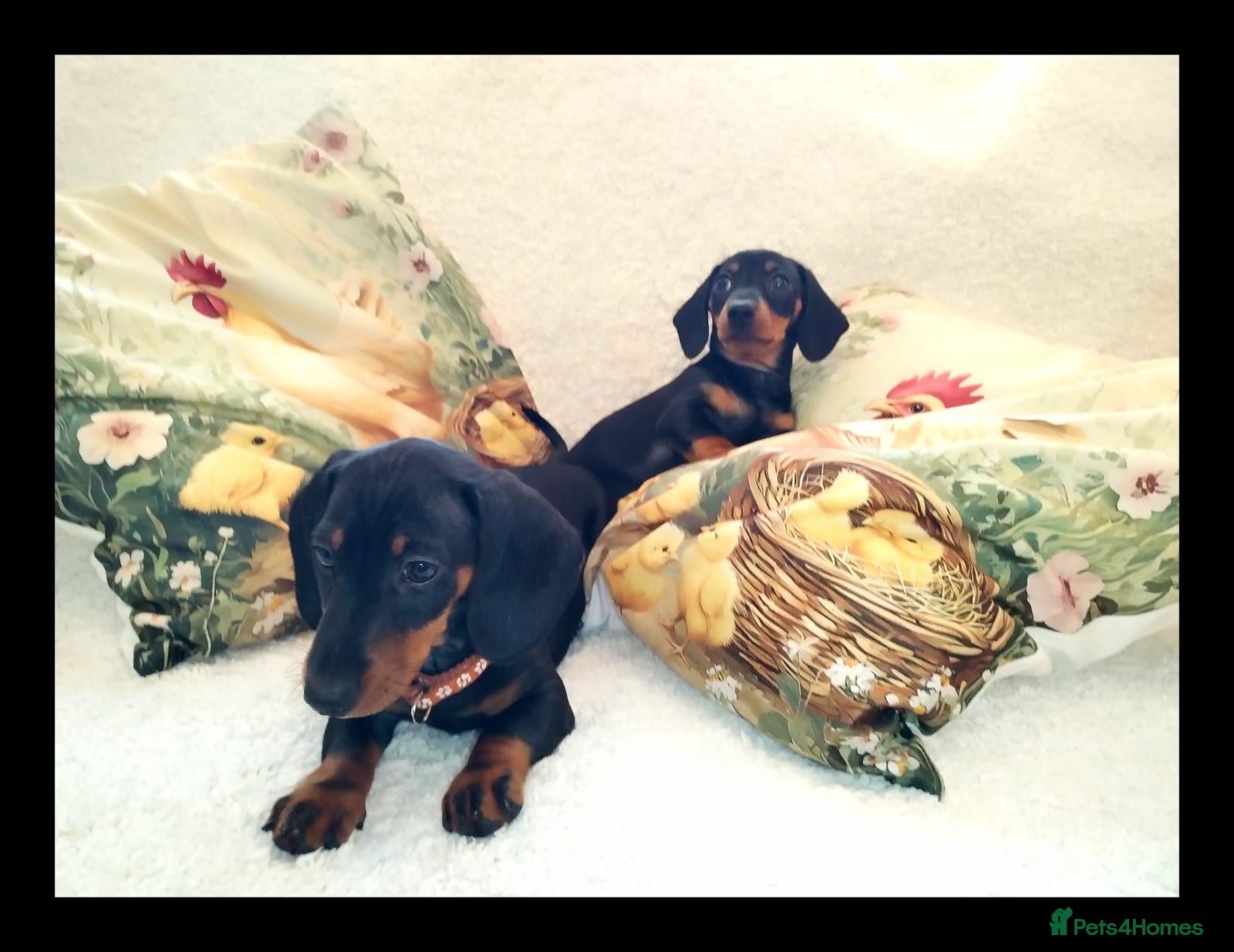 Miniature Dachshund dogs MINI DACHSHUND READY TO LEAVE  - Advert 17